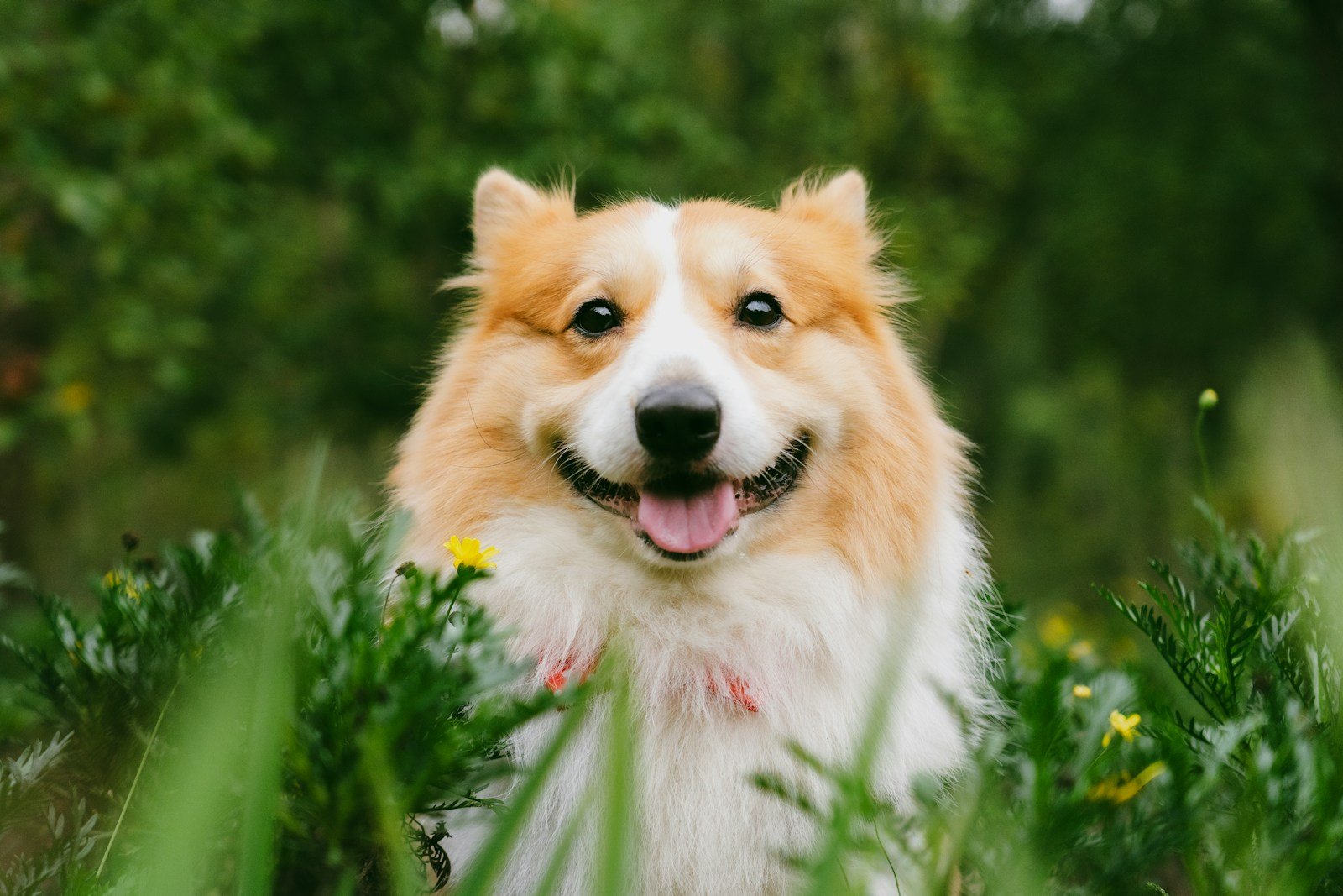 A happy corgi dog sits in green grass.
